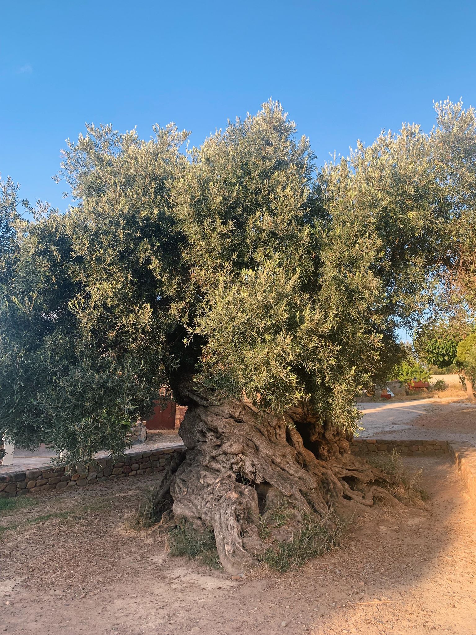 Culture Rooted in Nature: Trees as Cultural Heritage