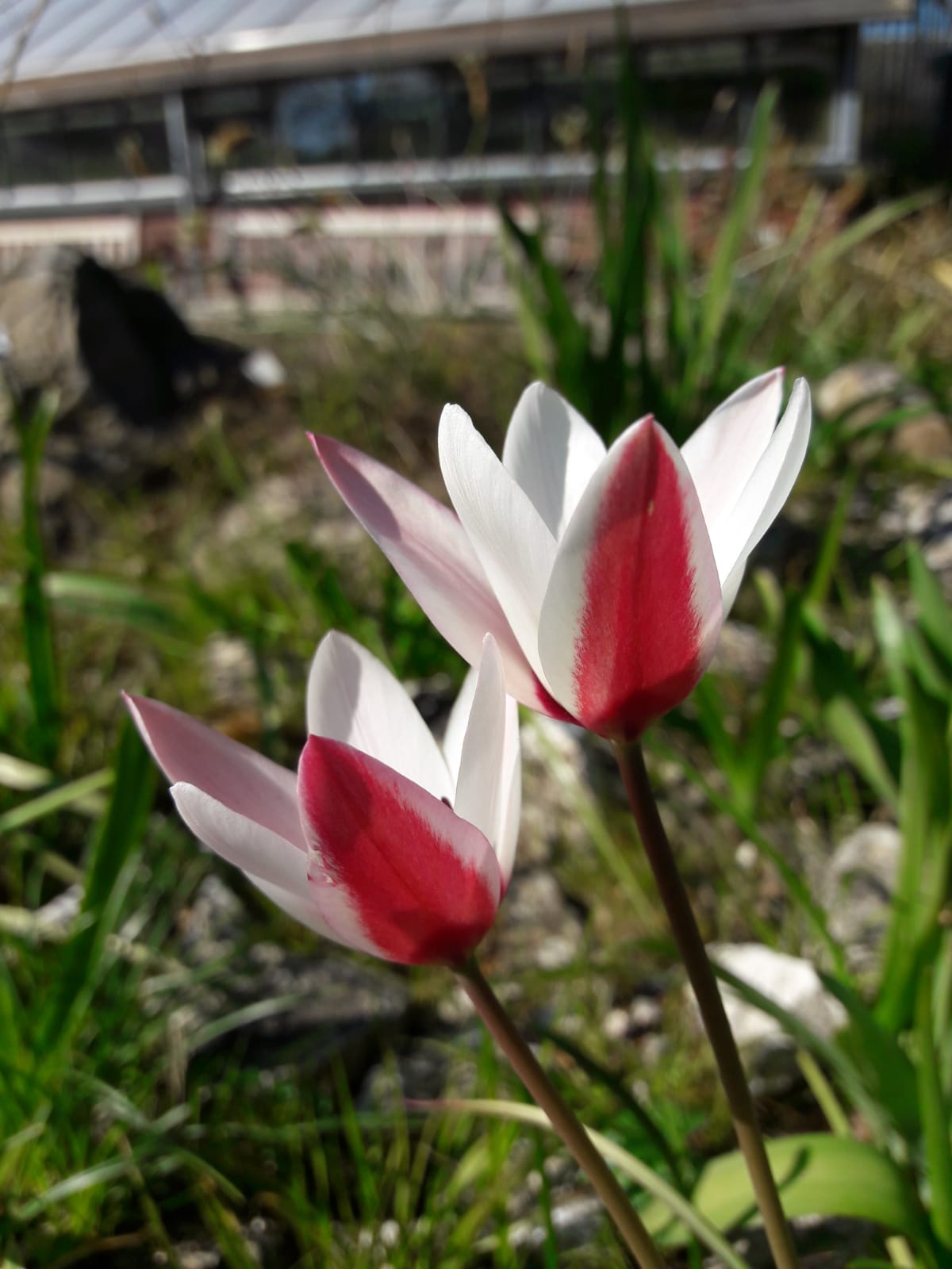 Two tulips in the Hortus