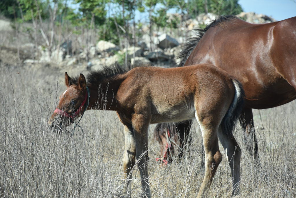 Horses