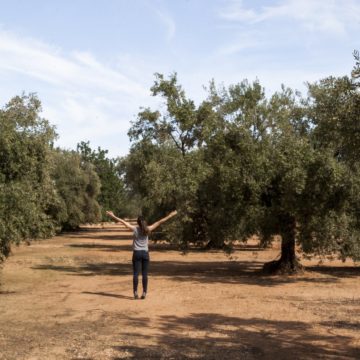 olive tree