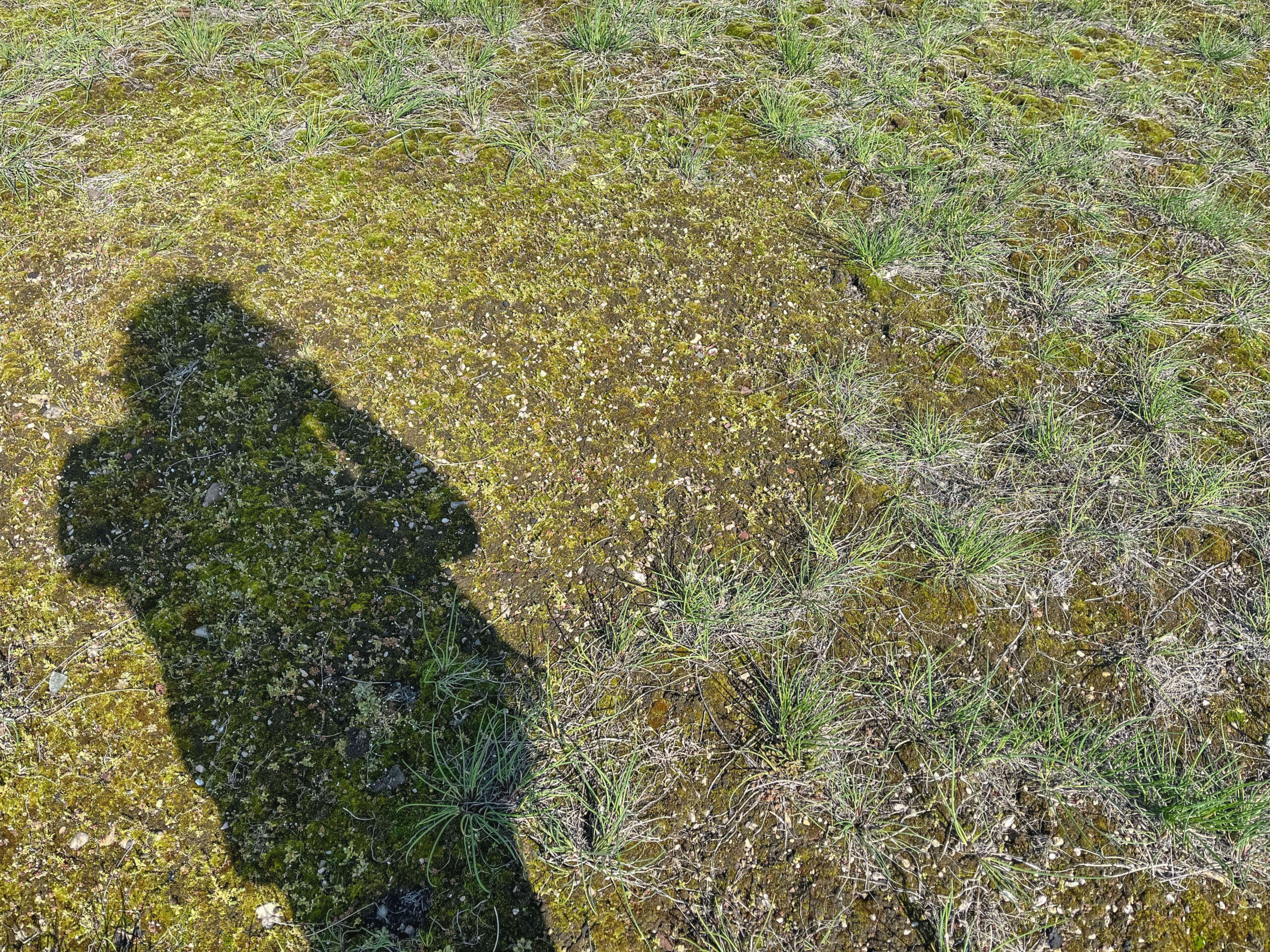 Plants on a roof and the shadow of the photographer