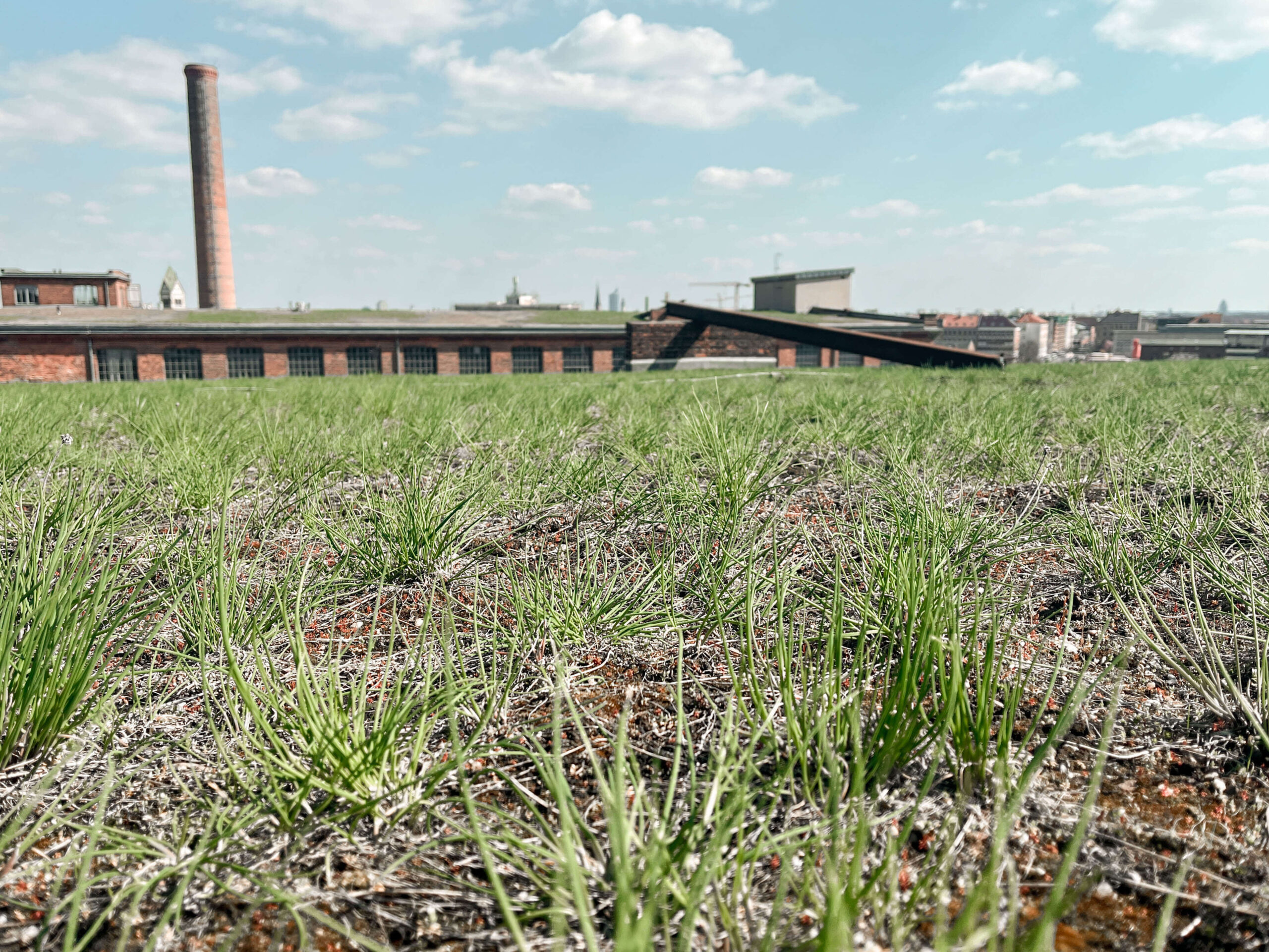 Plants on a rooftop