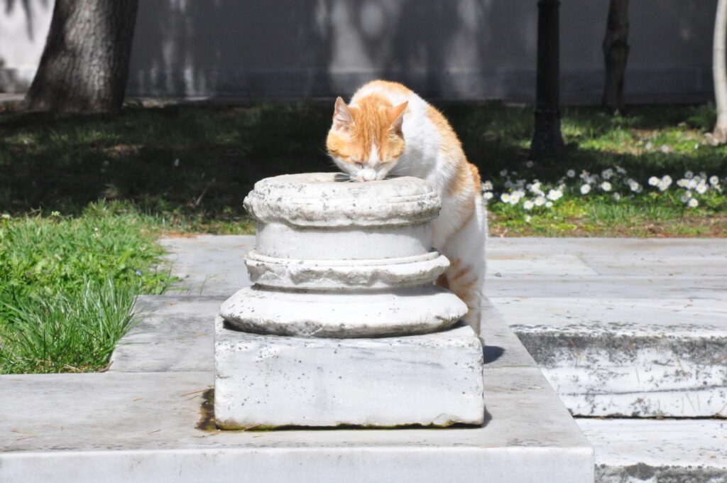 Cat drinking from a column